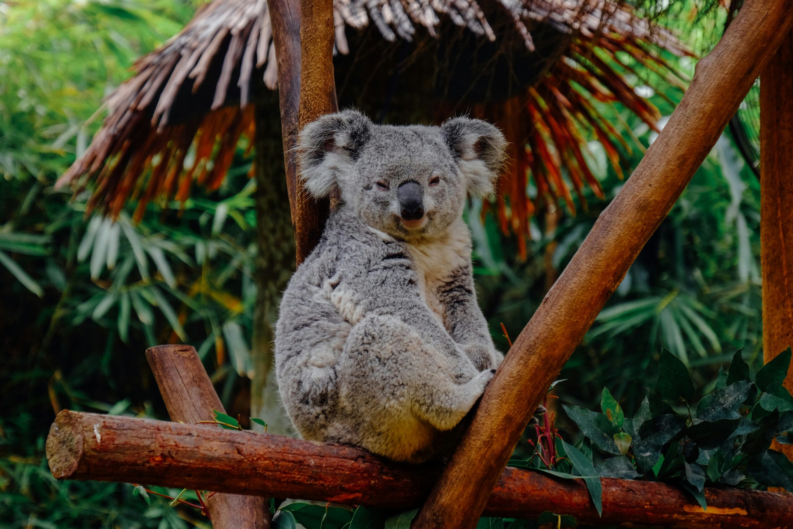 voir koalas australie