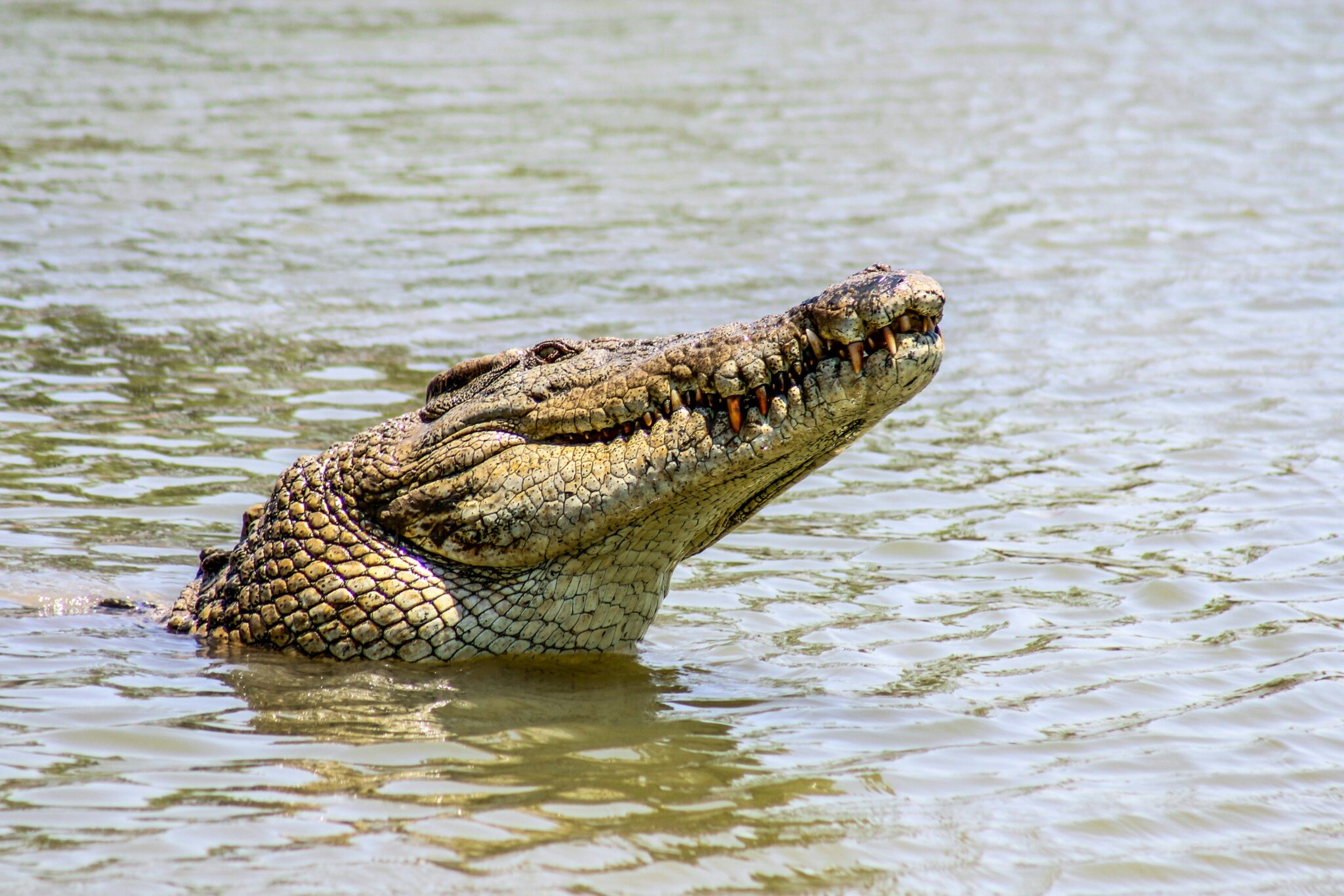 Top 10 des animaux les plus dangereux d'Australie - whvaustralie.com