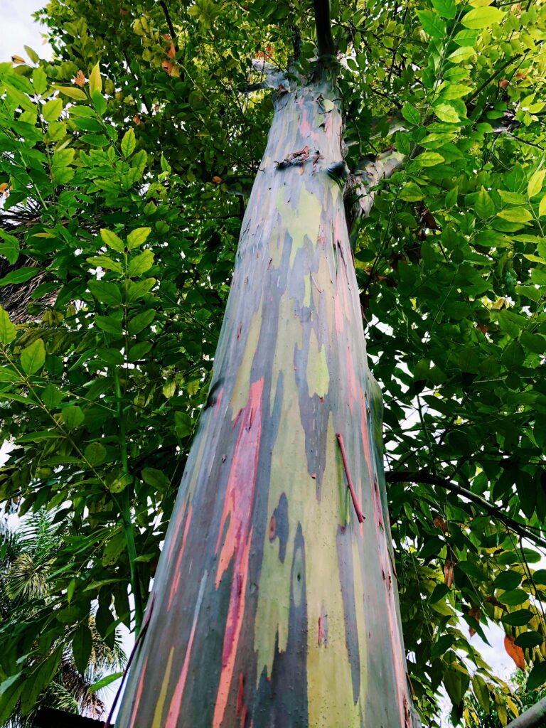 Découvrir les eucalyptus arc-en-ciel en Australie.
