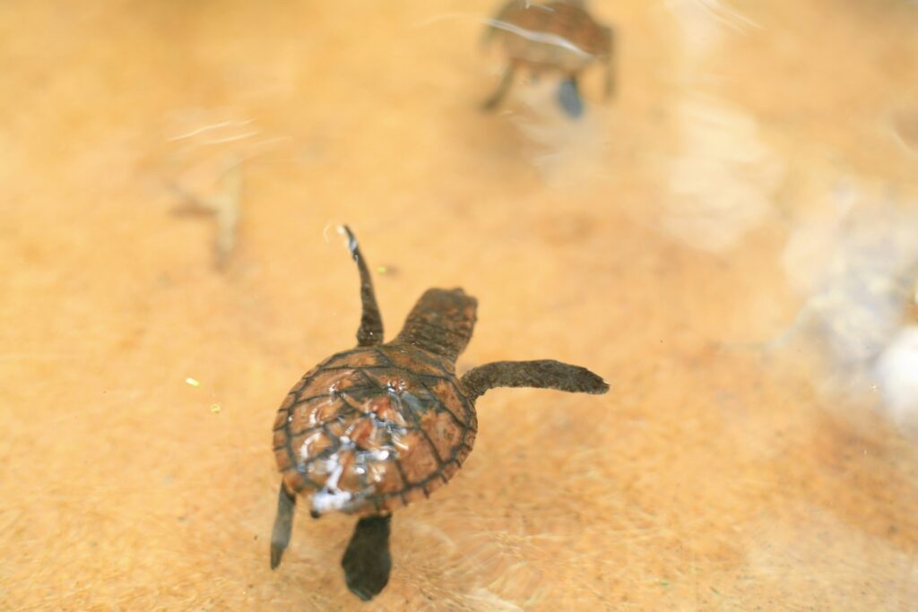 Assister à l'éclosion des oeufs de tortues en Australie.