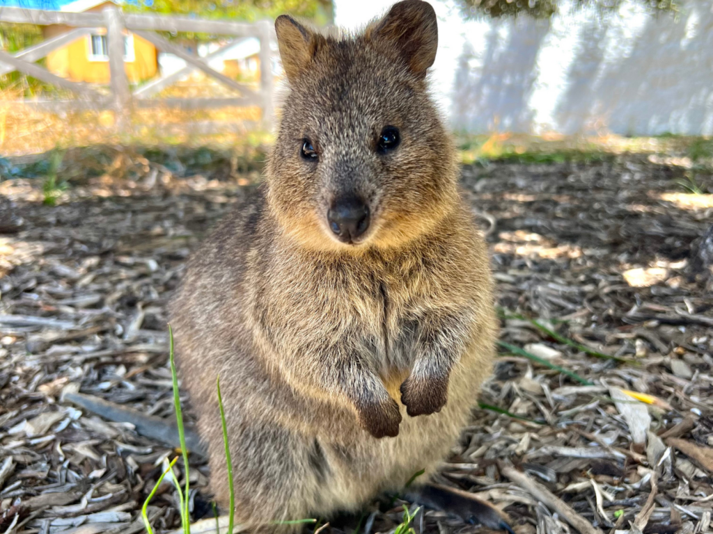 Le quokka, animal le plus mignon de l'Australie