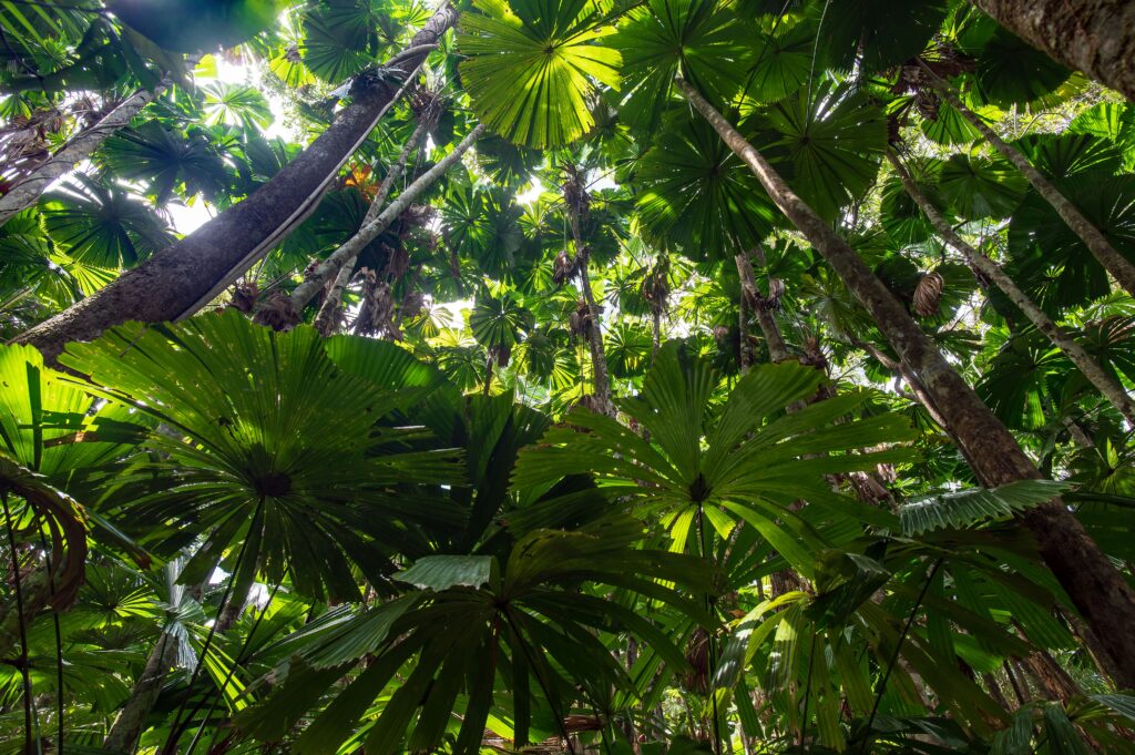 Daintree forest dans le Queensland.