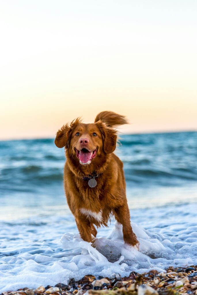 Peut-on venir en PVT Australie avec son chien ?