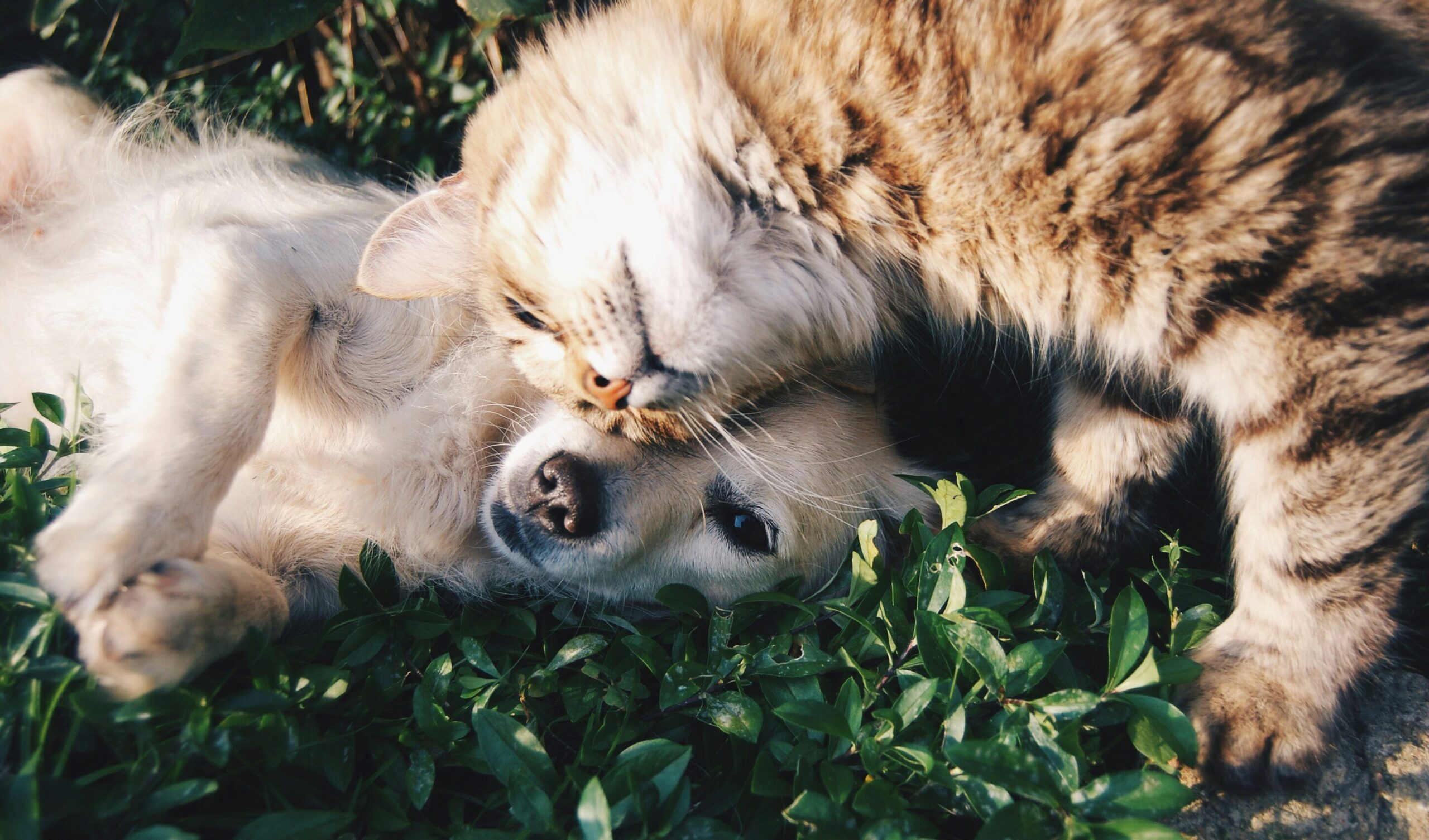 Peut-on emmener son chien ou son chat en WHV Australie ?