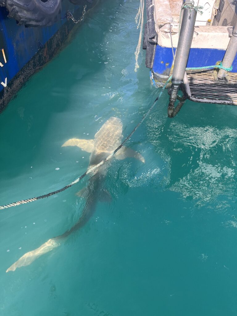 Les espèces marines à observer en Australie.