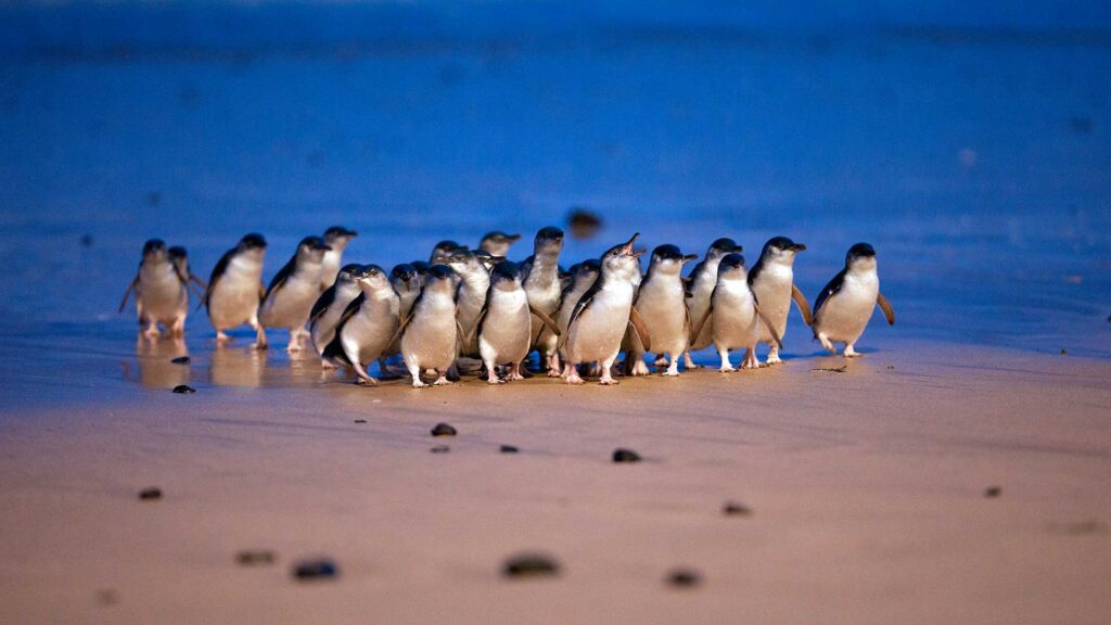 Voir la parade des manchots à Phillip Island en Australie.